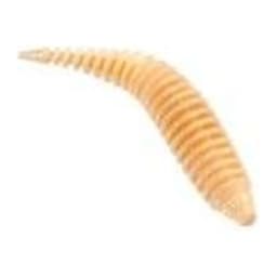 ПРИМАНКА ZUB-MAGGOT SLIM 22ММ(0,9)-20ШТ, (ЦВЕТ 303) ТЕЛЕСНЫЙ — улучшенное фото